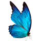 butterfly-icon1